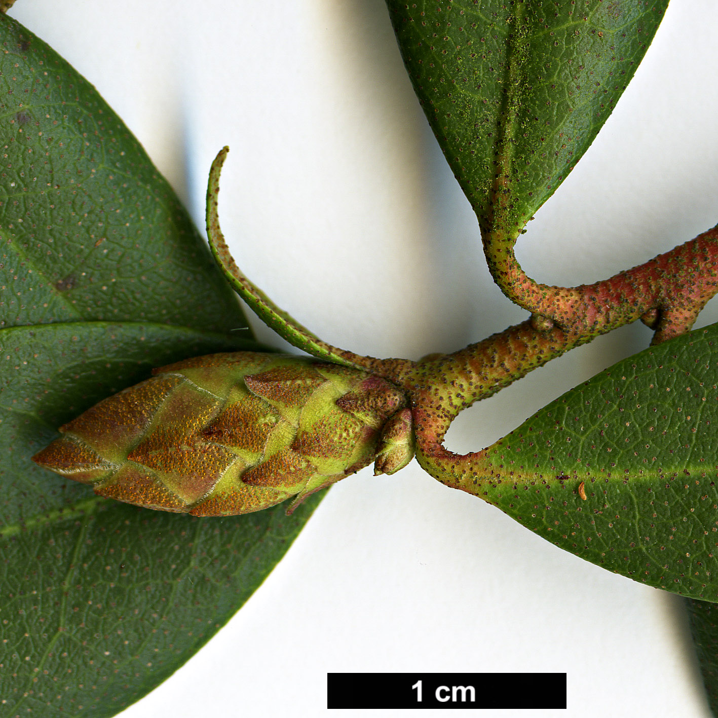 High resolution image: Family: Ericaceae - Genus: Rhododendron - Taxon: minus - SpeciesSub: var. chapmanii